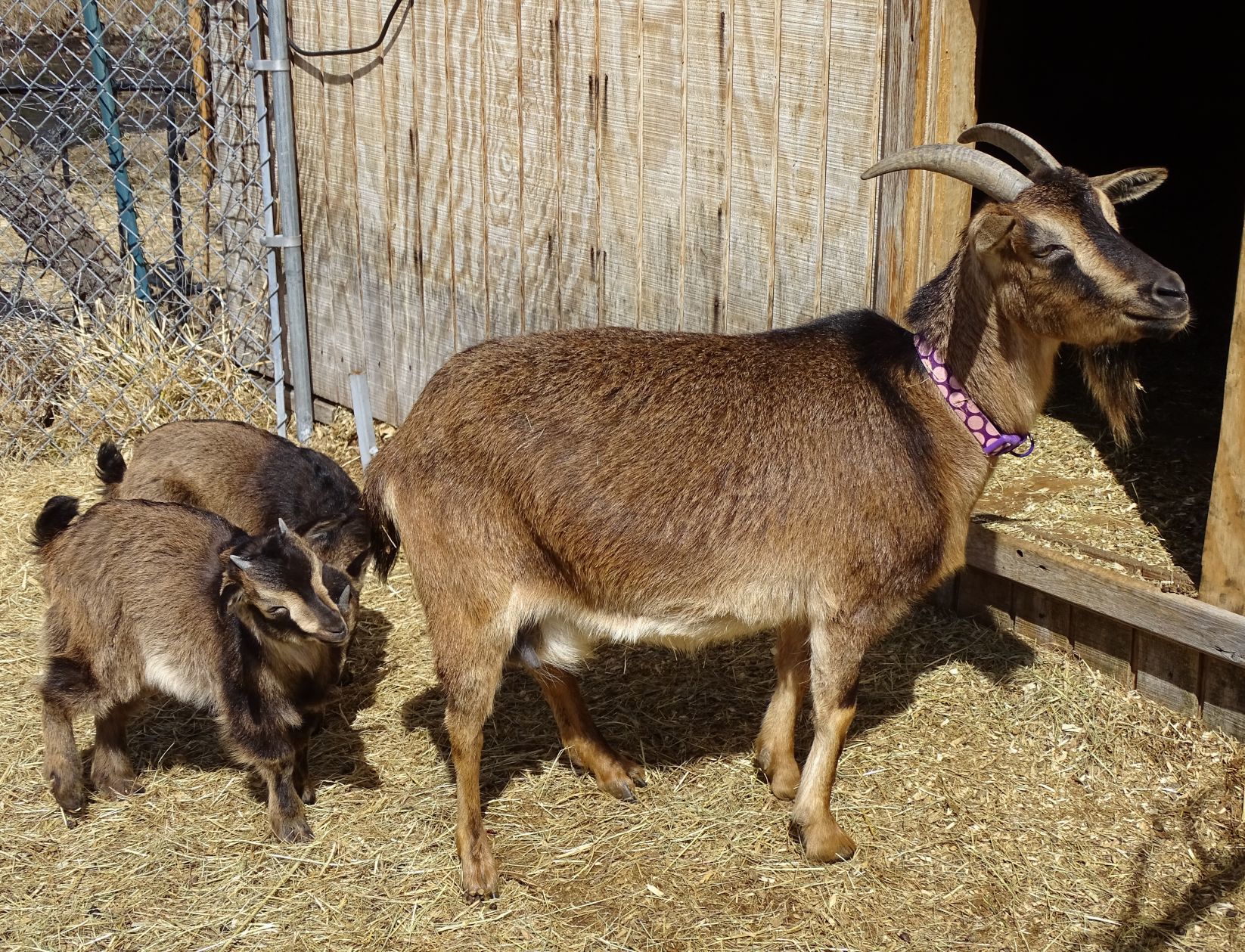 Heritage goats